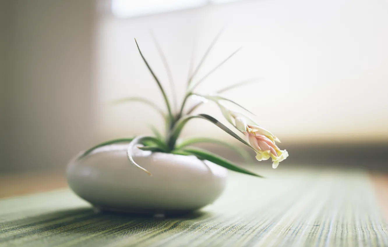 Photo wallpaper white, flower, table, pot, pot, tablecloth