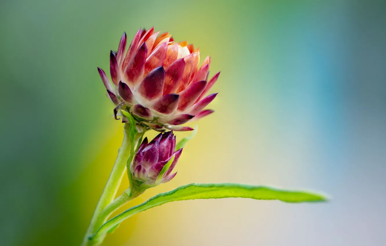 Photo wallpaper macro, background, leaf, buds, Fleur Walton