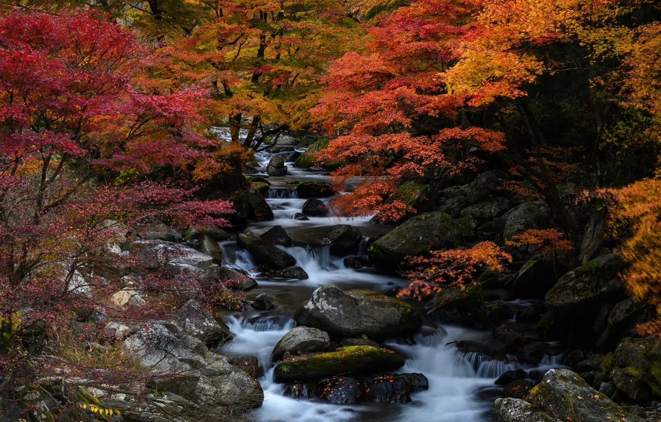 Photo wallpaper autumn, forest, trees, stream, stones, Japan, cascade