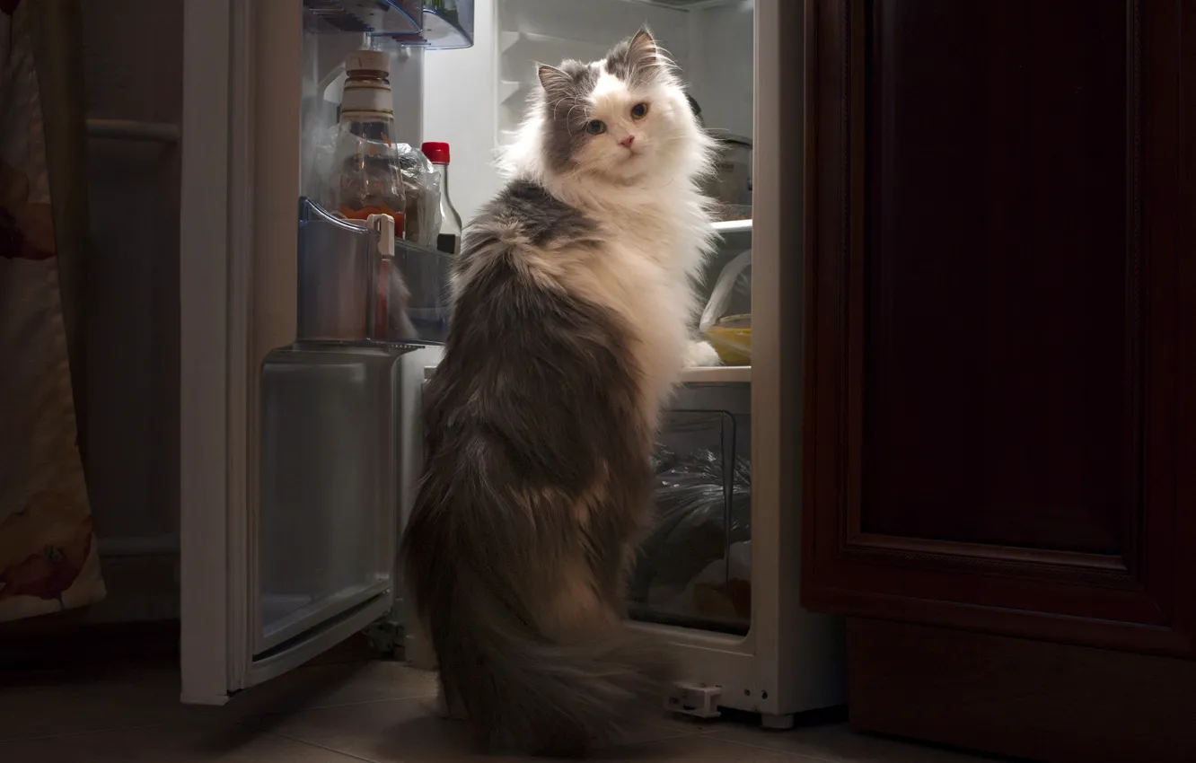 Photo wallpaper cat, food, the situation, refrigerator, thief