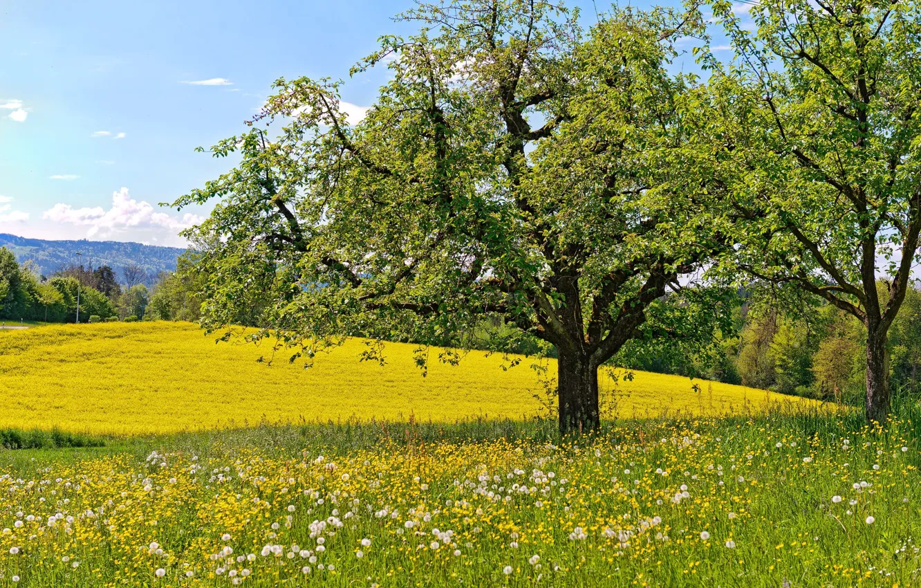 Photo wallpaper trees, flowers, spring, meadow, dandelions