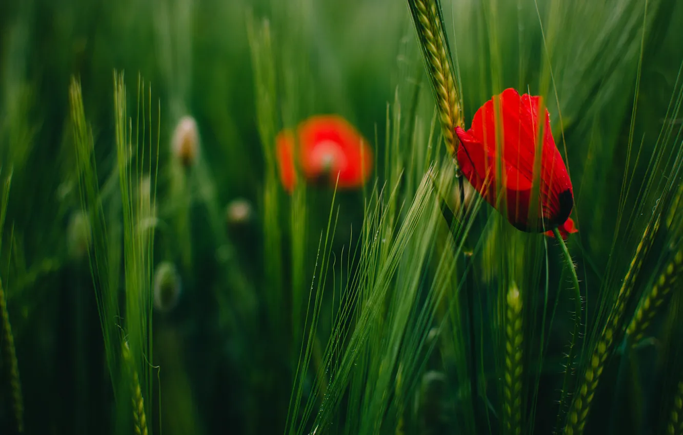 Photo wallpaper grass, red, Maki