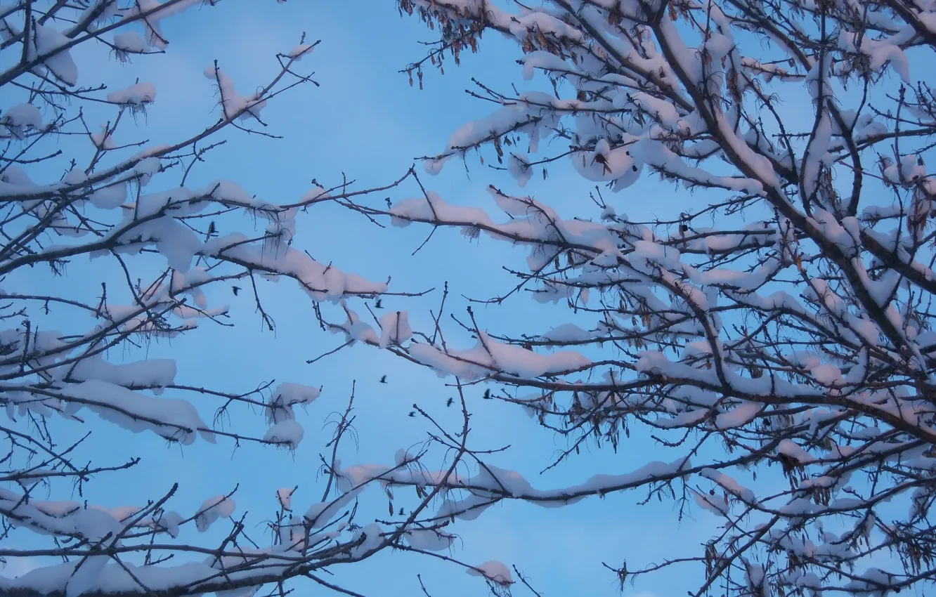 Photo wallpaper winter, snow, branches, Meduzanol ©