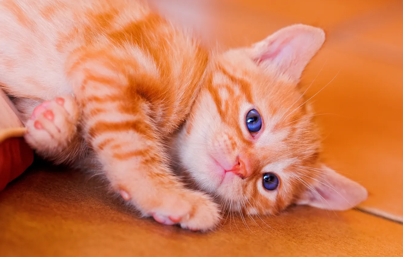 Photo wallpaper cat, red, kitty, Wallpaper from lolita777, squirm