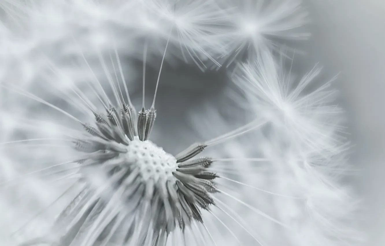 Photo wallpaper macro, flowers, dandelion, plant, focus, black and white, fuzzes
