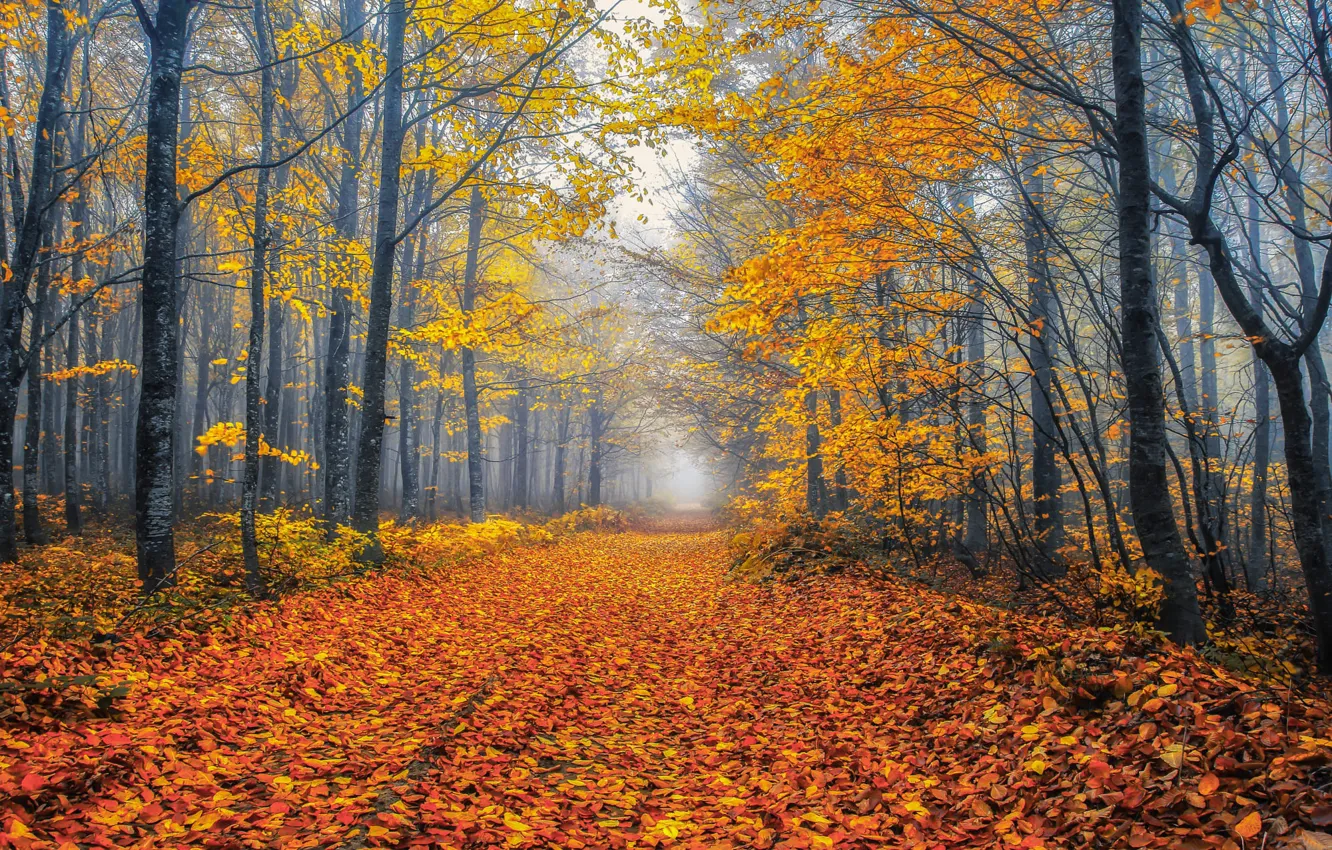 Photo wallpaper road, autumn, forest, leaves, trees, branches, nature, fog