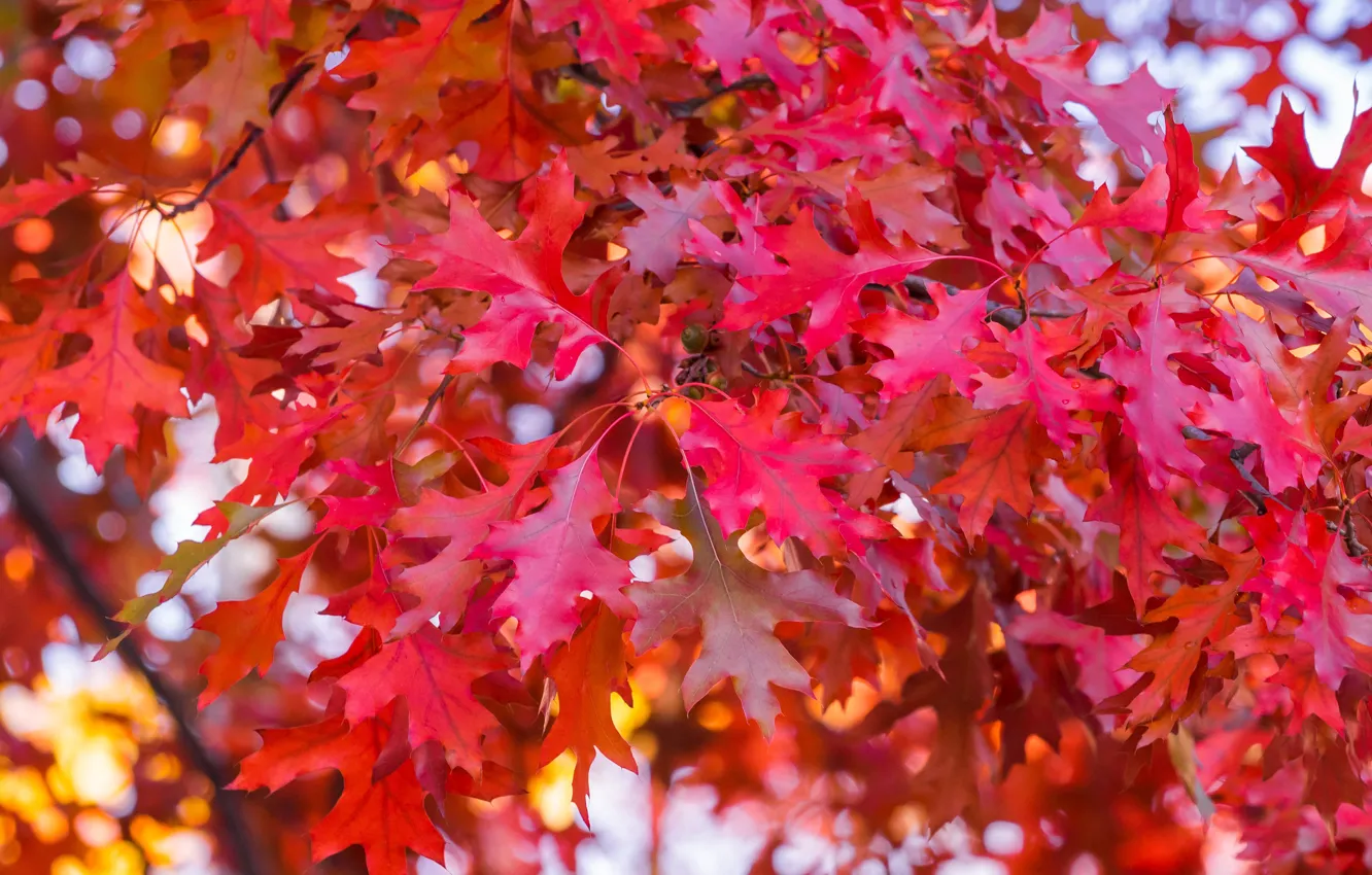Photo wallpaper autumn, leaves, trees, colorful, red, maple, autumn, leaves