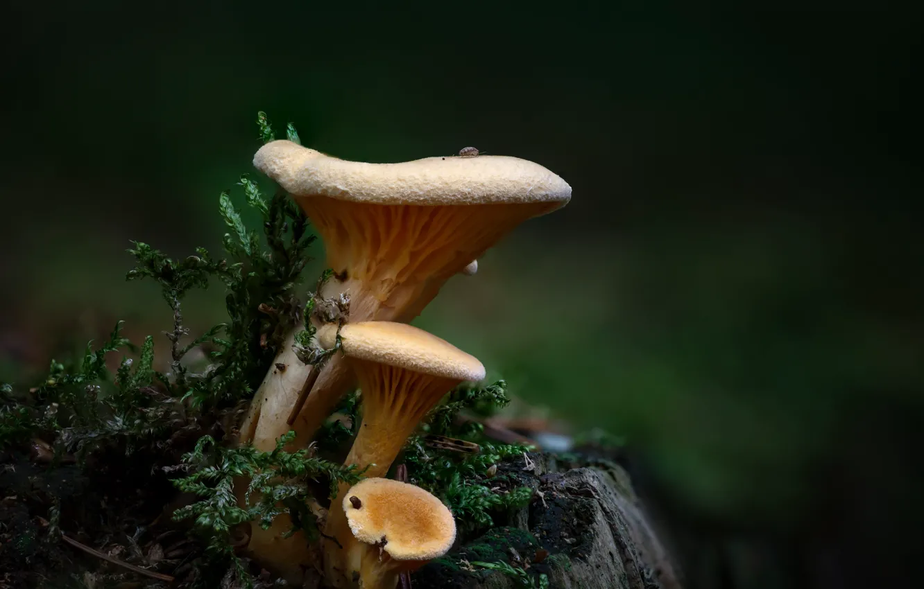 Photo wallpaper nature, the dark background, mushrooms, moss, stump, chanterelles, family