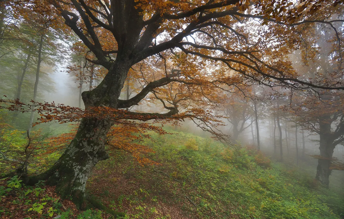 Photo wallpaper forest, trees, nature, fog