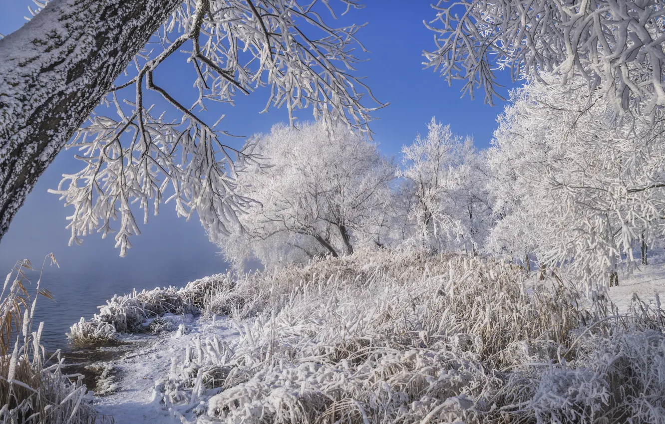 Photo wallpaper winter, frost, grass, snow, trees, landscape, nature, river