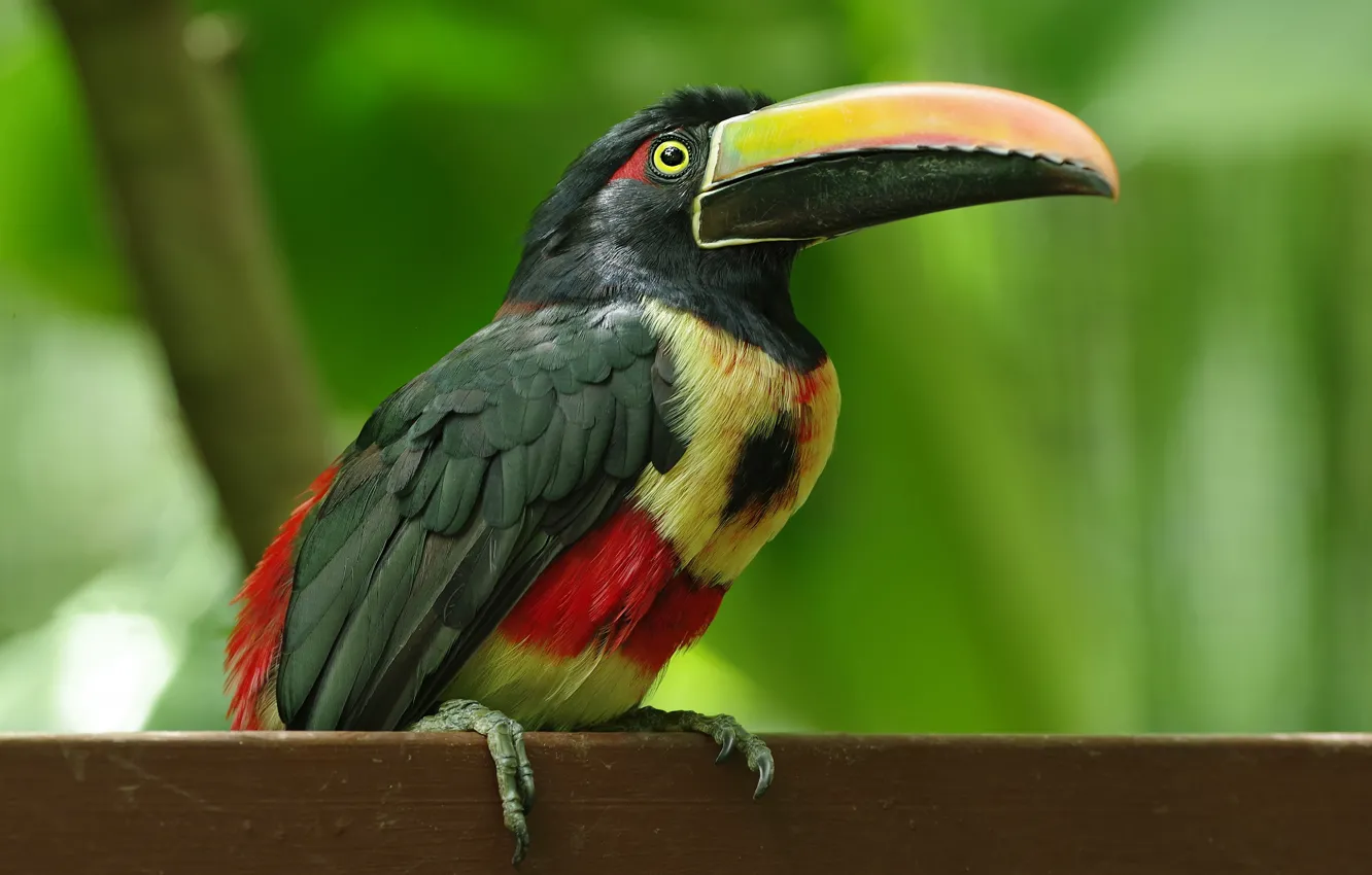 Photo wallpaper background, bird, Board, Toucan, bright plumage