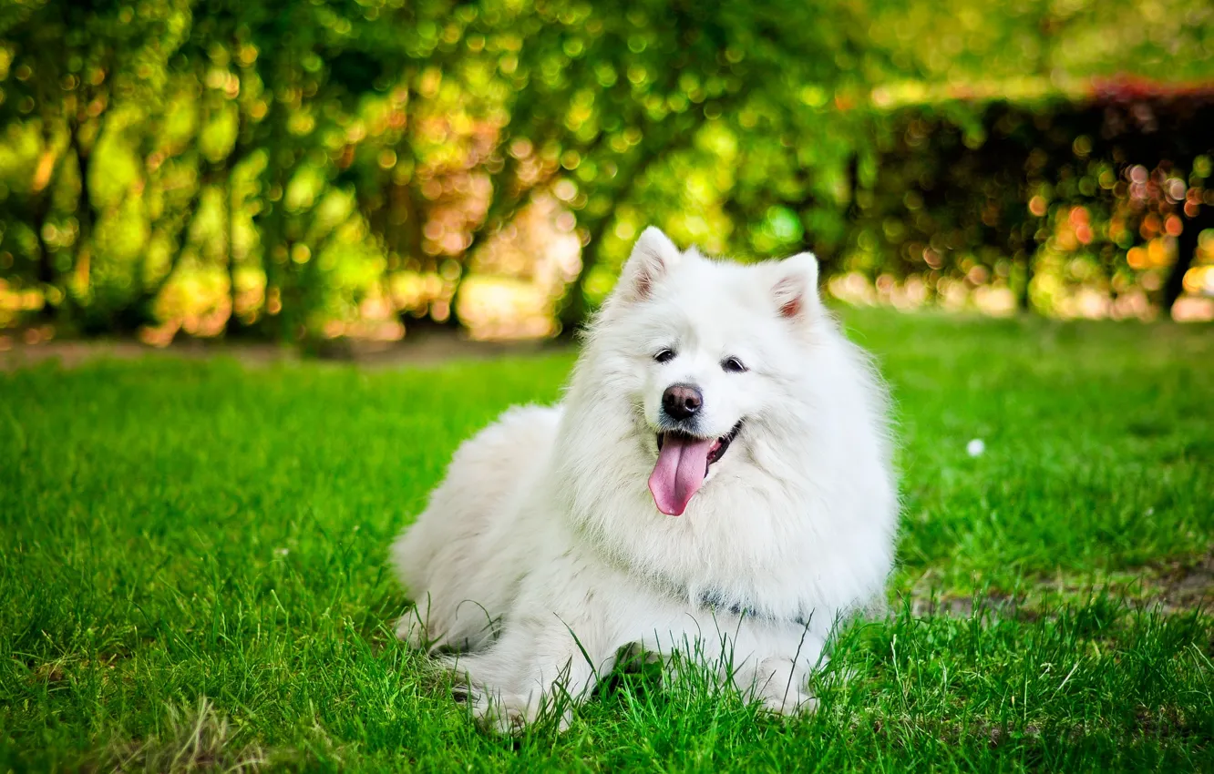 Photo wallpaper language, white, grass, dog, Samoyed
