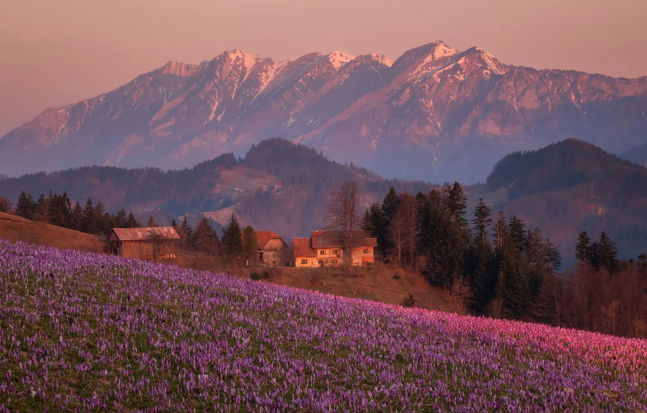 Photo wallpaper field, trees, flowers, mountains, home, village, Alps, crocuses