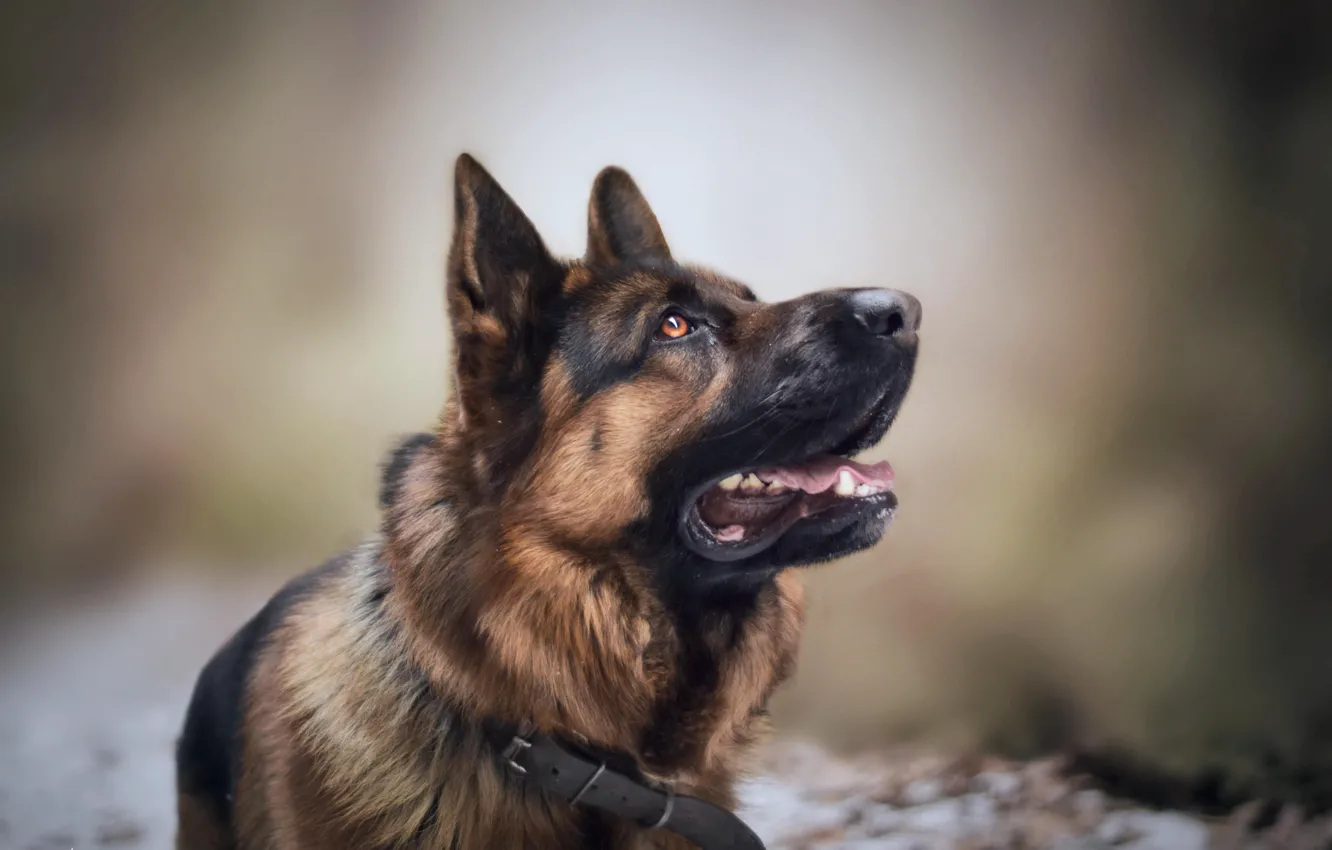 Photo wallpaper look, background, dog