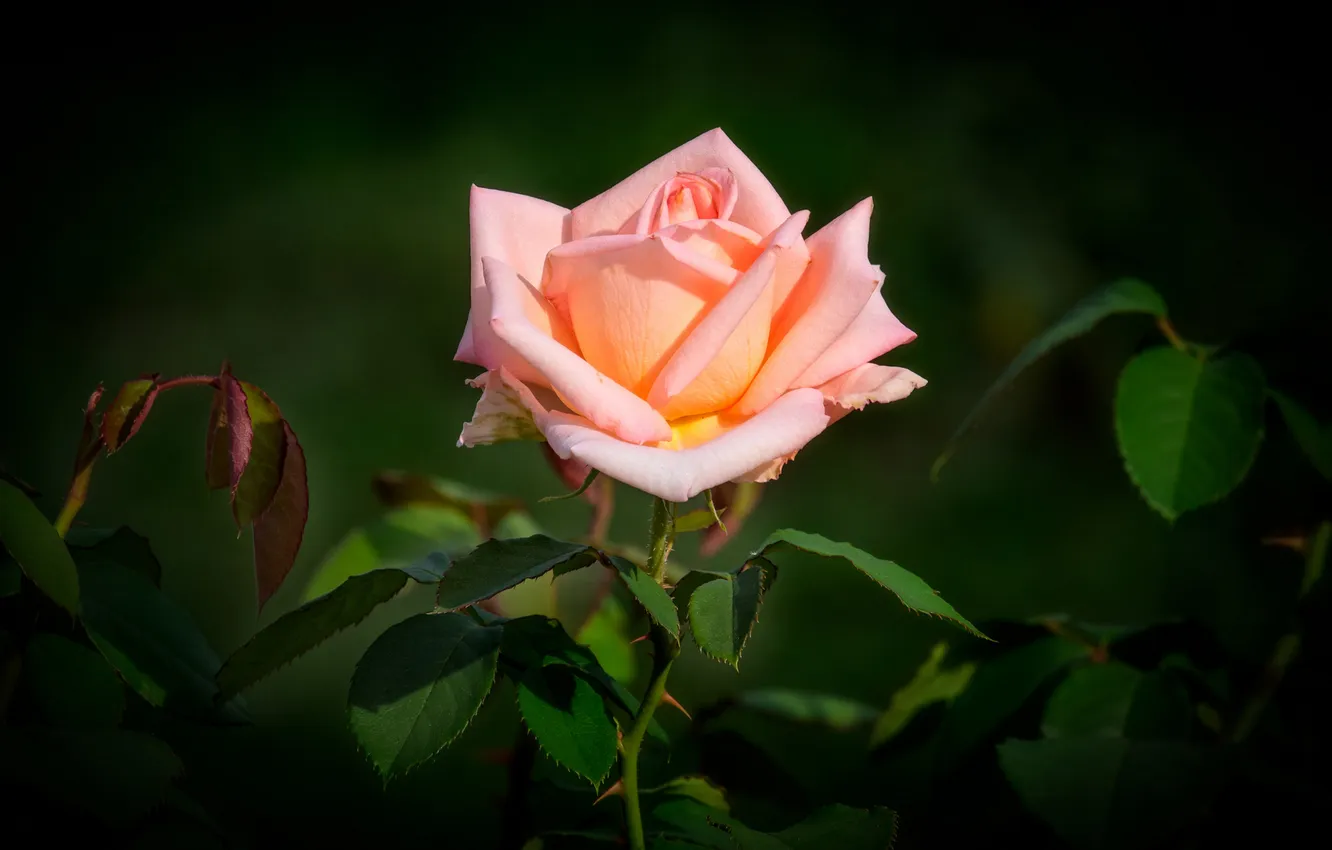 Photo wallpaper leaves, macro, flowers, the dark background, roses, pink, salmon
