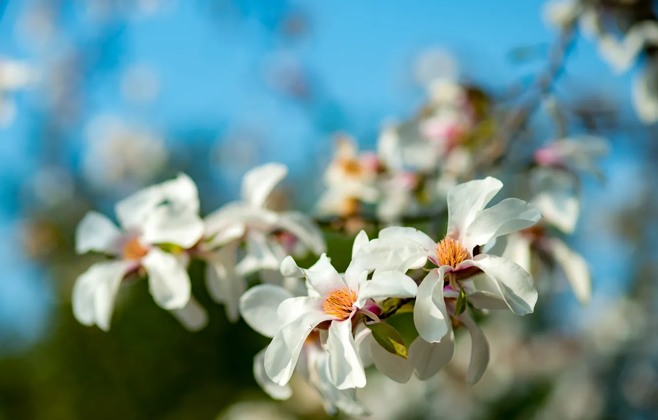Photo wallpaper branches, spring, Magnolia