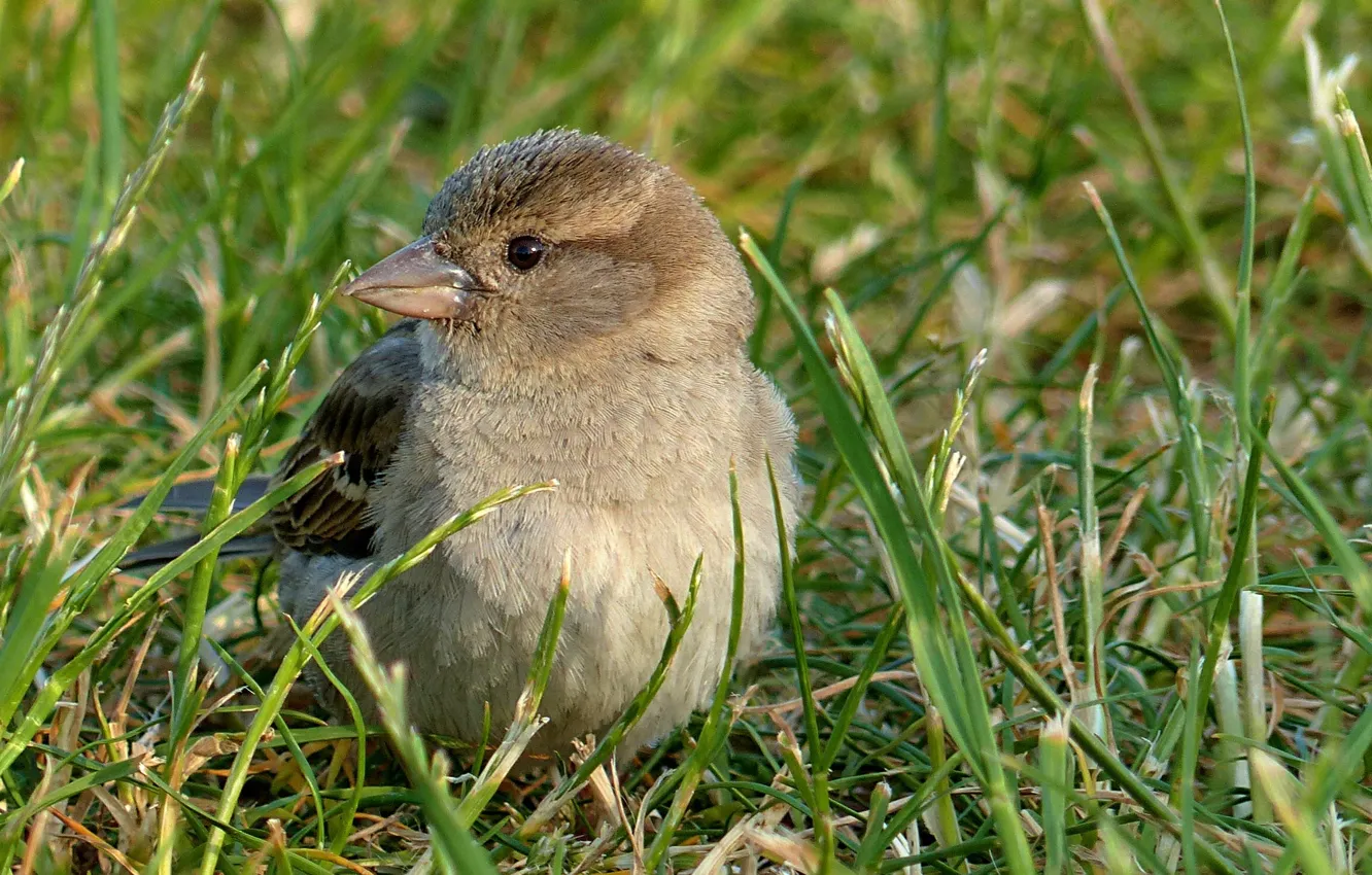 Photo wallpaper grass, bird, Sparrow