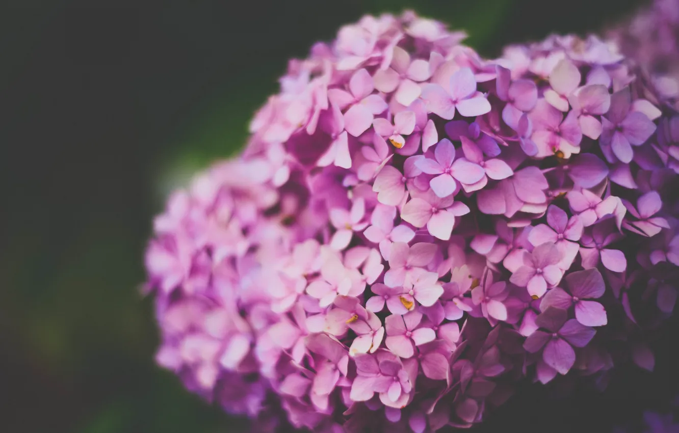 Photo wallpaper flowers, petals, pink