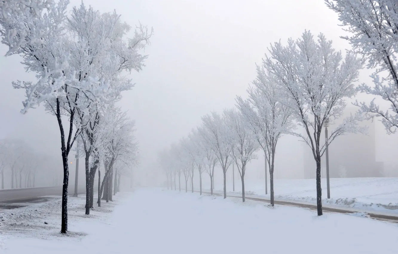 Photo wallpaper winter, road, snow, trees, nature, fog, alley