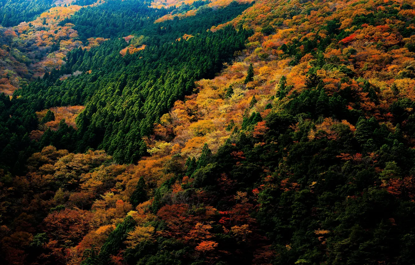 Photo wallpaper autumn, forest, trees, Japan, the view from the top, Nara Park