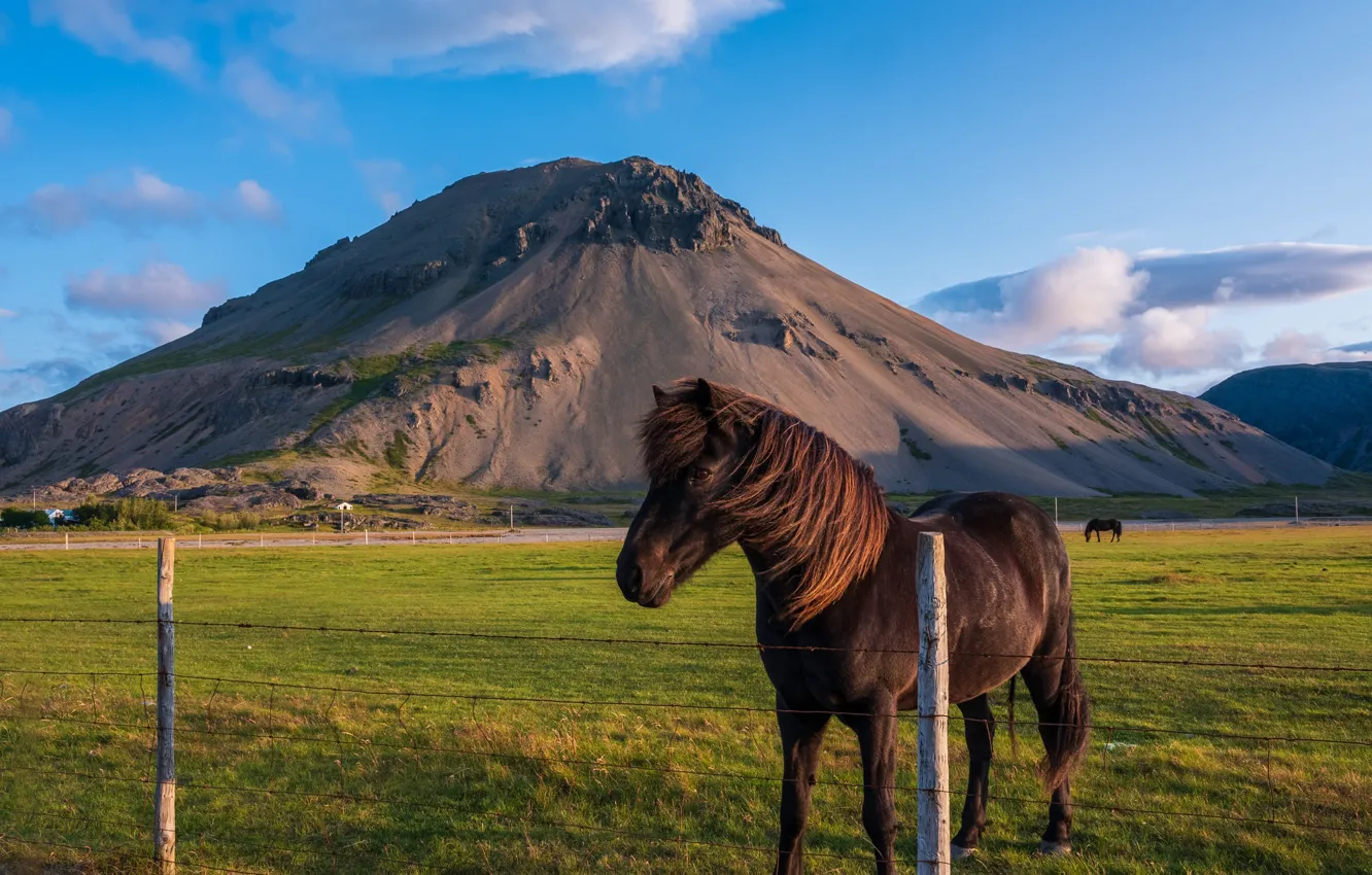 Photo wallpaper field, the sky, mountains, blue, horse, horse, the fence, the fence