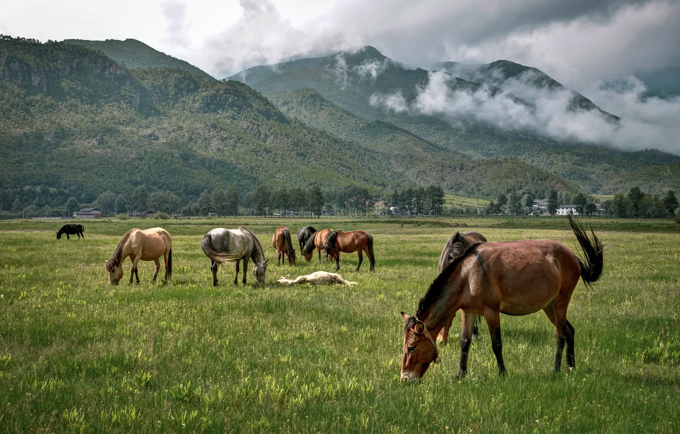 Photo wallpaper mountains, nature, horse, horse, pasture, the herd, grazing