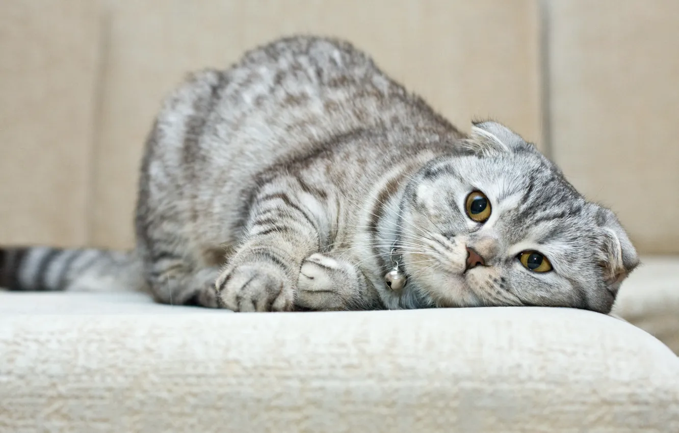 Photo wallpaper cat, breed, Scottish fold