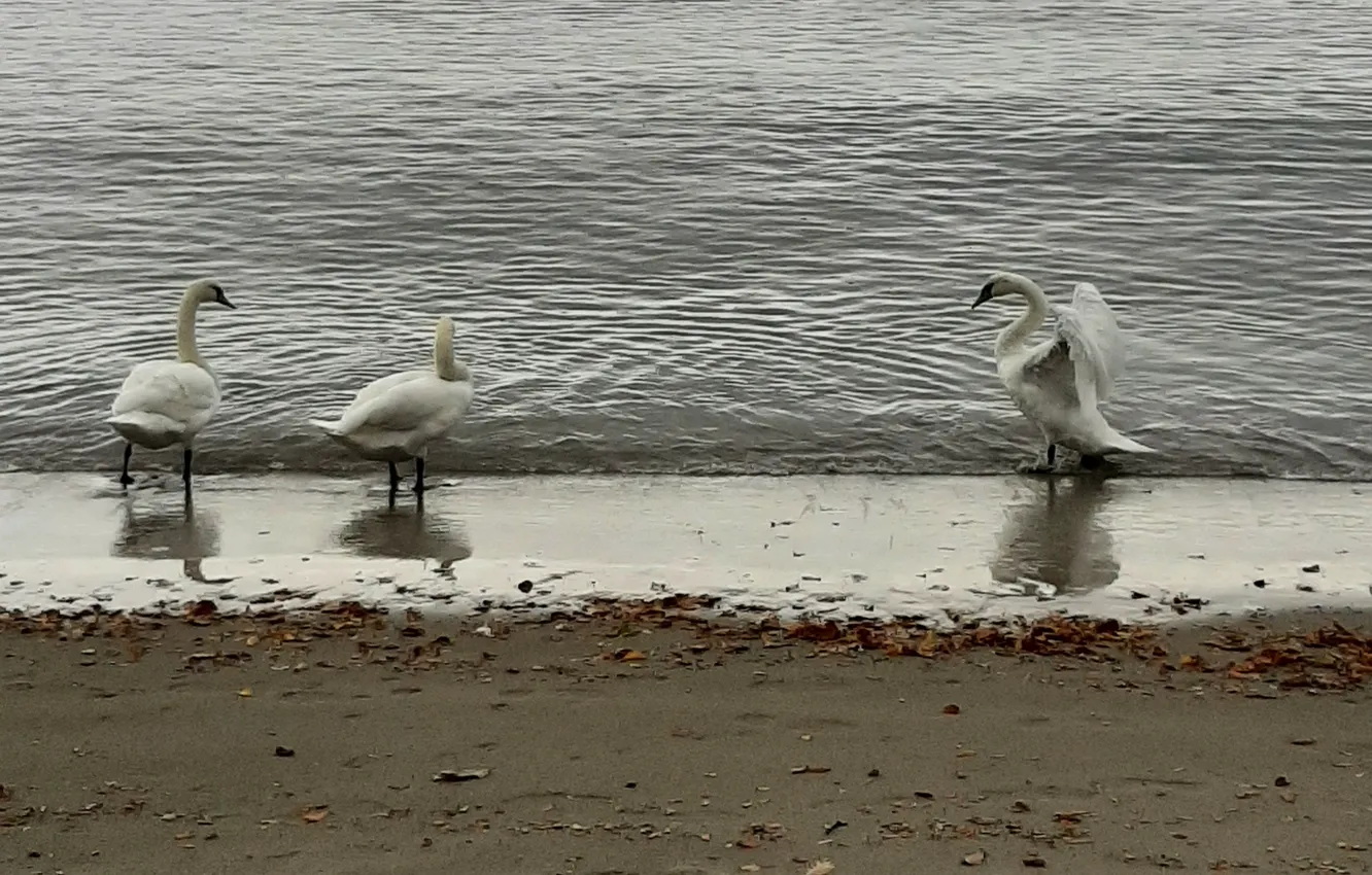 Photo wallpaper Sea, beach, Swans