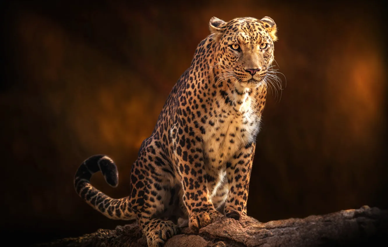 Photo wallpaper look, face, pose, the dark background, leopard, sitting