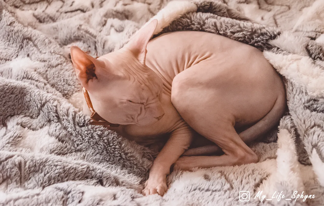 Photo wallpaper cat, Don Sphynx, Sphinx, bald cat, Sphynx