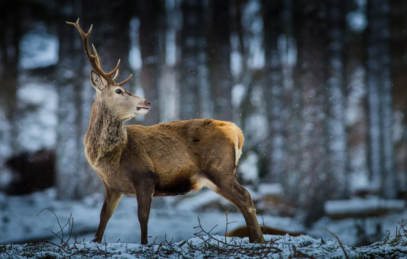 Photo wallpaper forest, snow, deer, wildlife