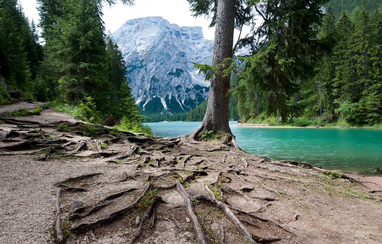 Photo wallpaper forest, trees, mountains, roots, lake, Italy