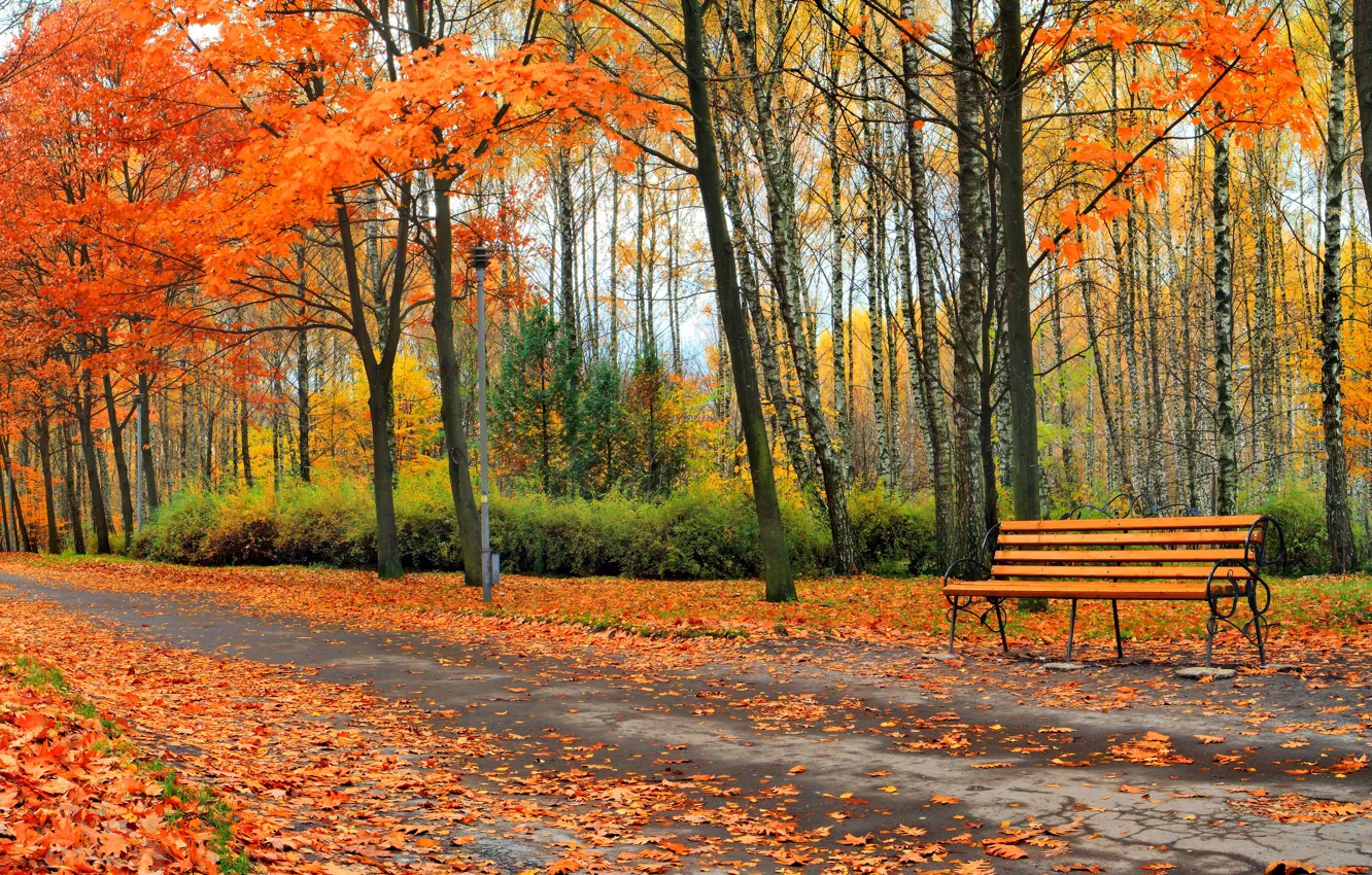 Photo wallpaper autumn, leaves, trees, Park, bench
