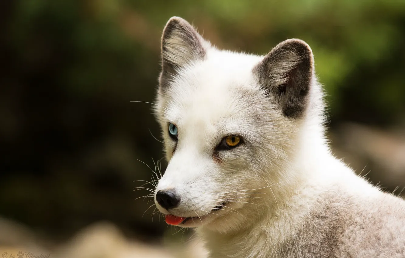 Photo wallpaper language, look, face, Fox, polar Fox
