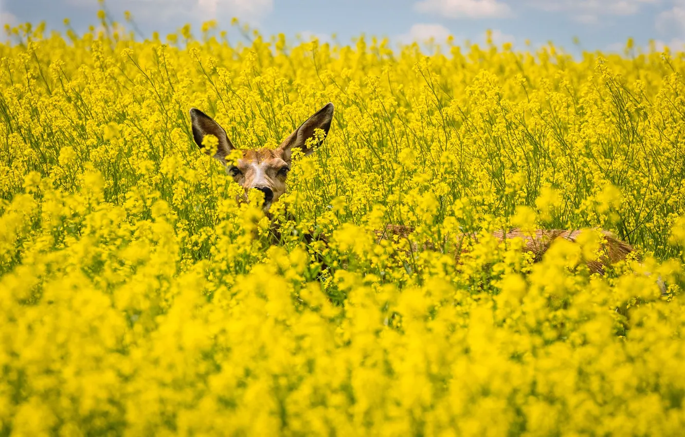 Photo wallpaper field, flowers, animal, deer, rape