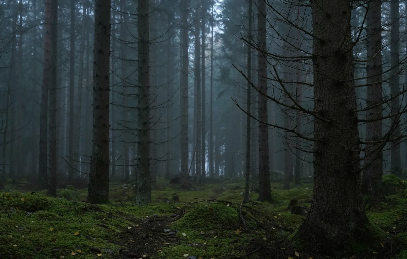 Photo wallpaper forest, trees, nature, path