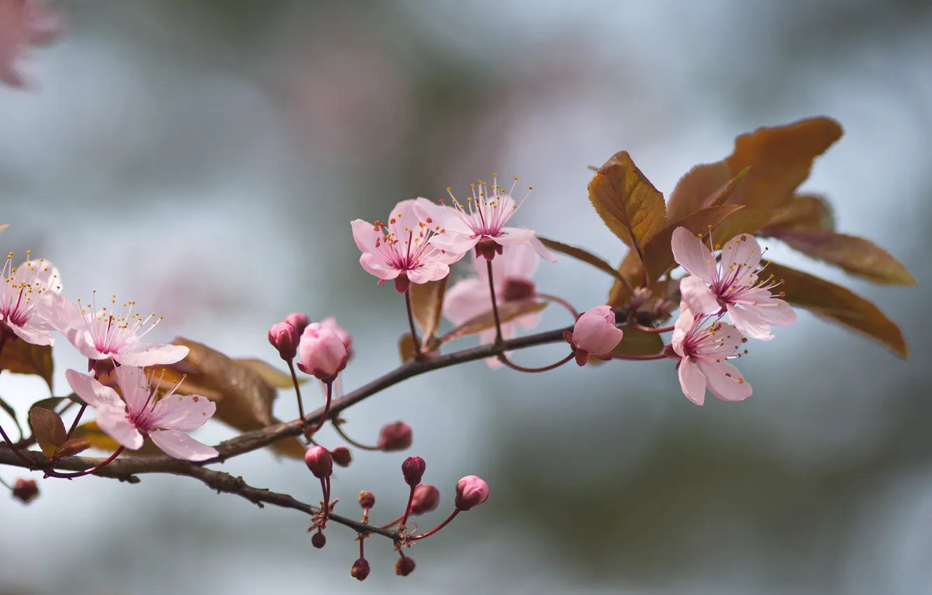 Photo wallpaper branches, nature, spring, flowering, drain