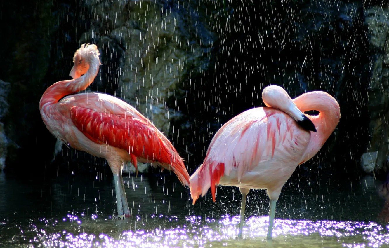 Photo wallpaper water, birds, beak, pink, Flamingo