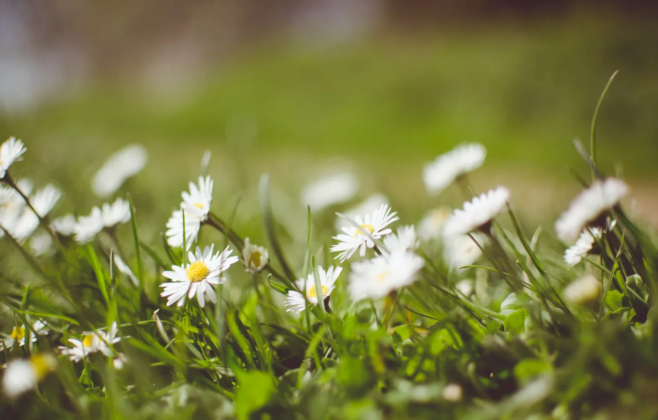 Photo wallpaper greens, grass, chamomile, petals