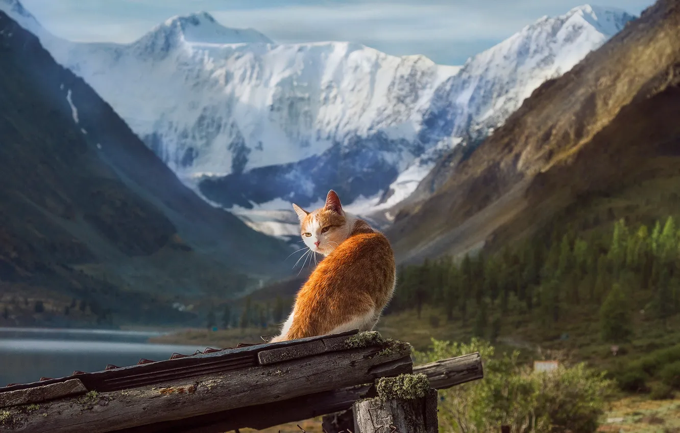 Photo wallpaper cat, landscape, mountains, nature, animal, Altay, snow, Tamara Andreeva