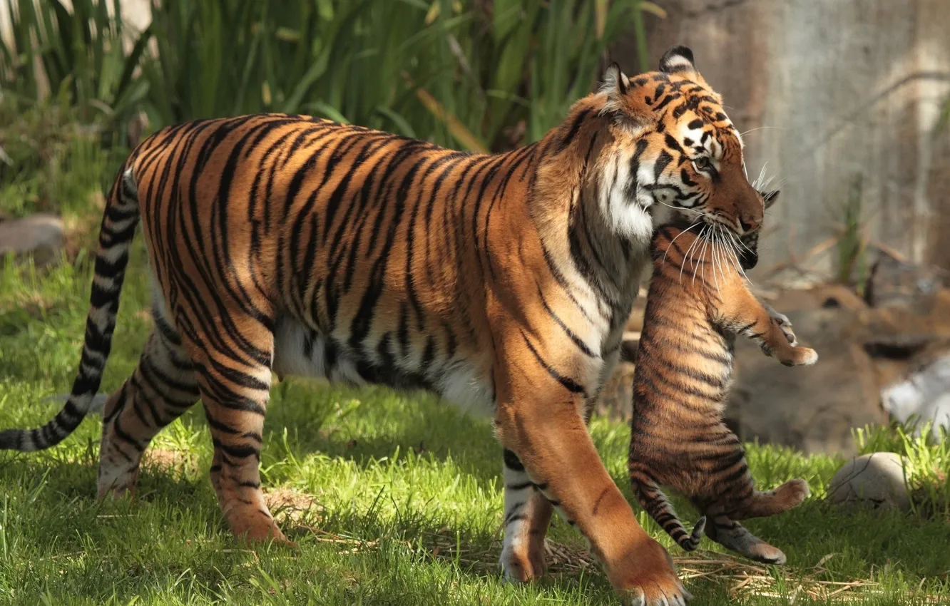 Photo wallpaper tigers, tiger, motherhood