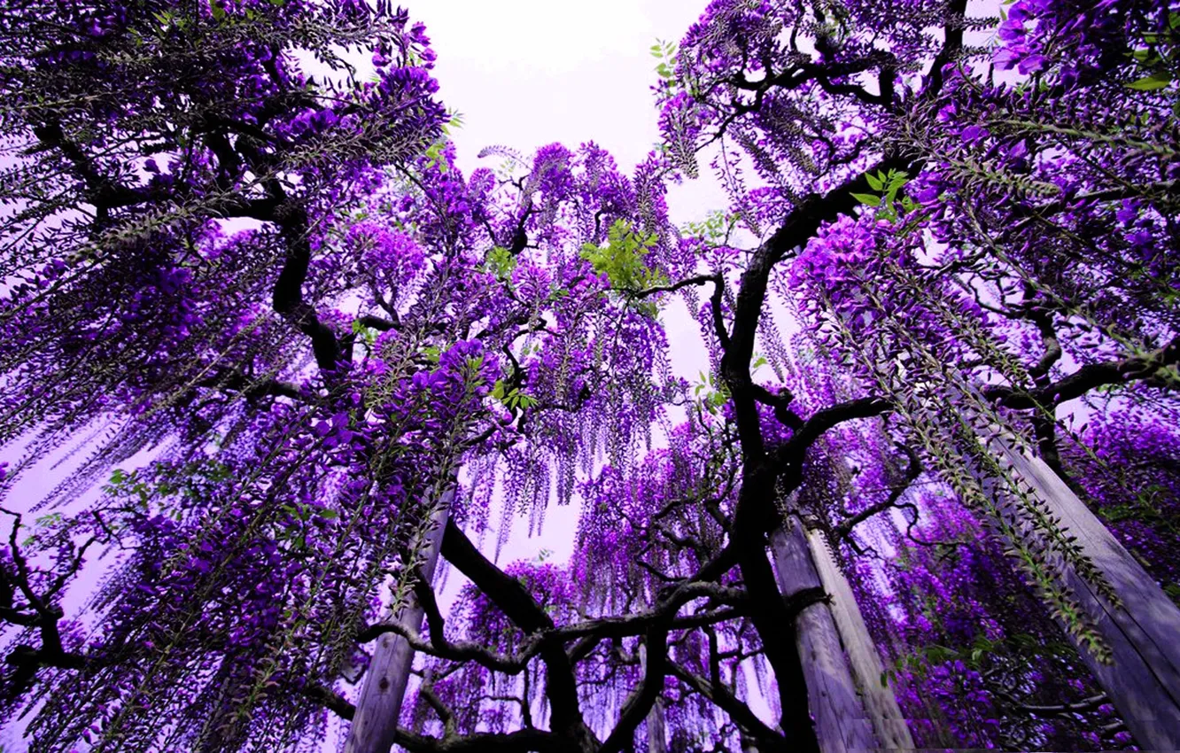 Photo wallpaper tree, purple flowers, violet
