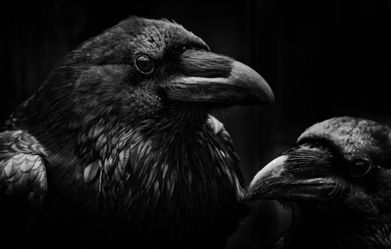 Photo wallpaper birds, beak, Raven