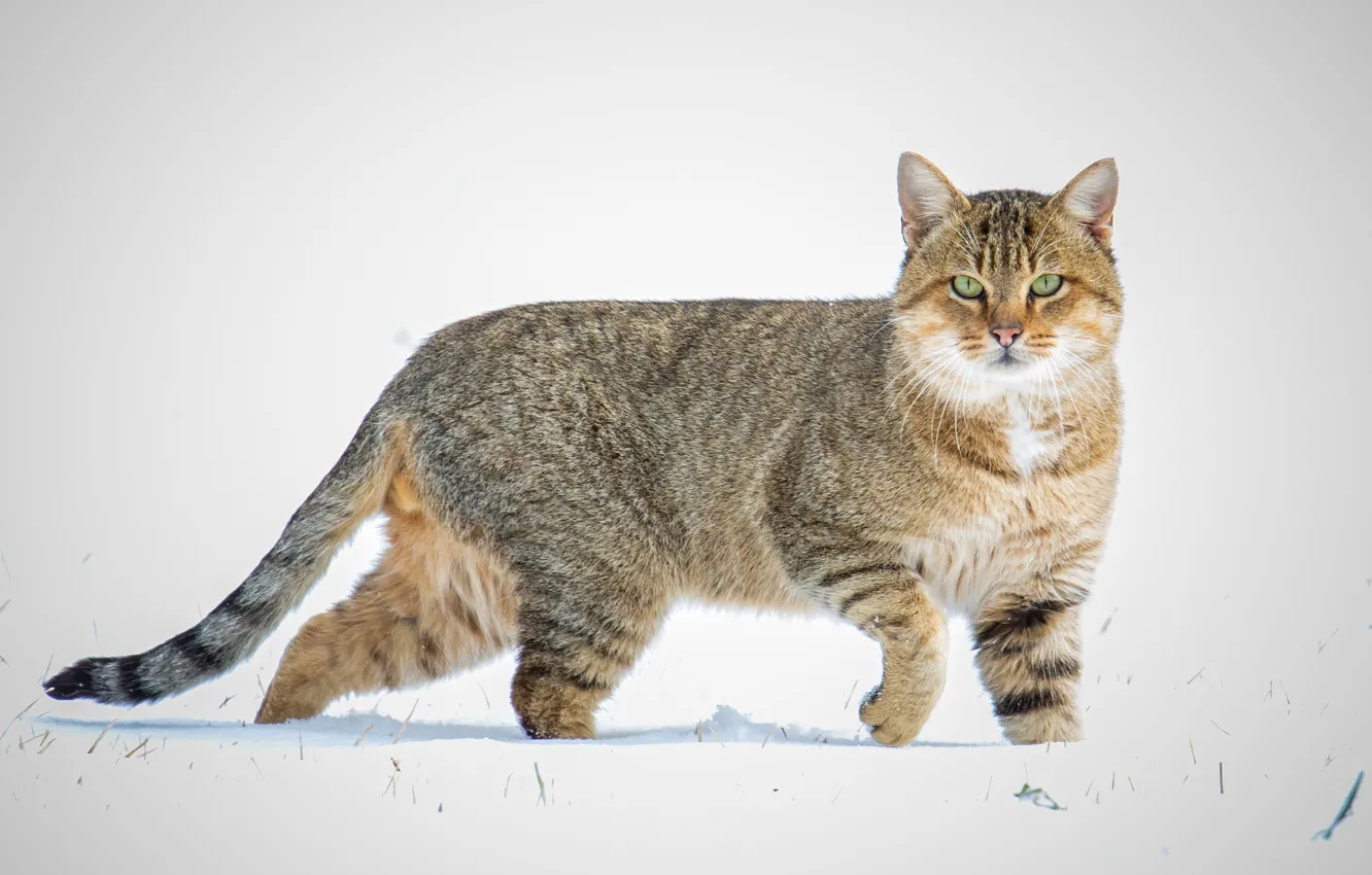 Photo wallpaper cat, look, snow, wool