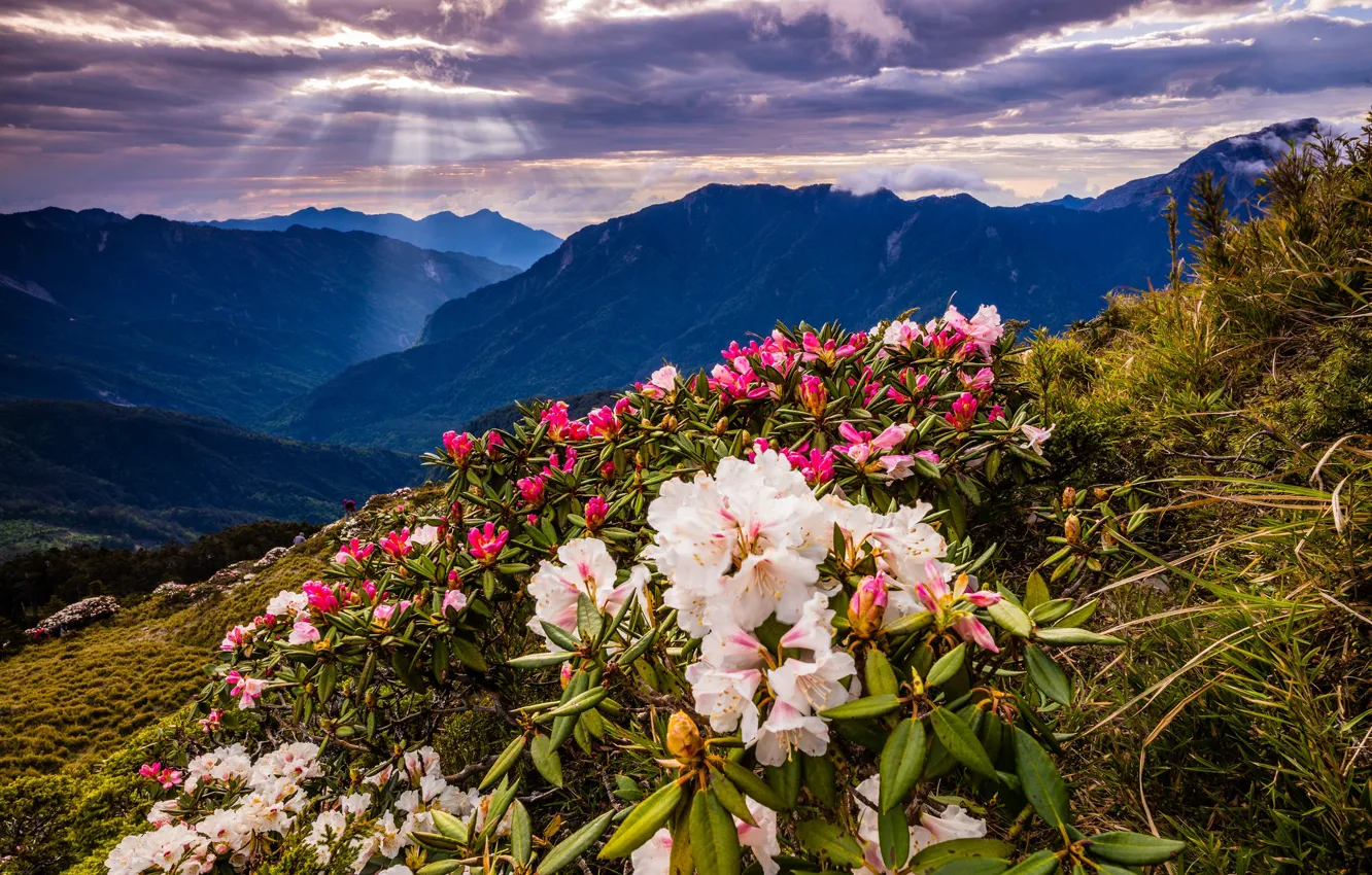 Photo wallpaper greens, the sky, clouds, rays, landscape, flowers, mountains, nature