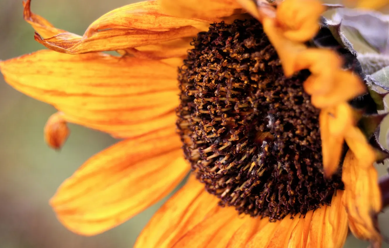 Photo wallpaper autumn, sunflowers, flowers, petals