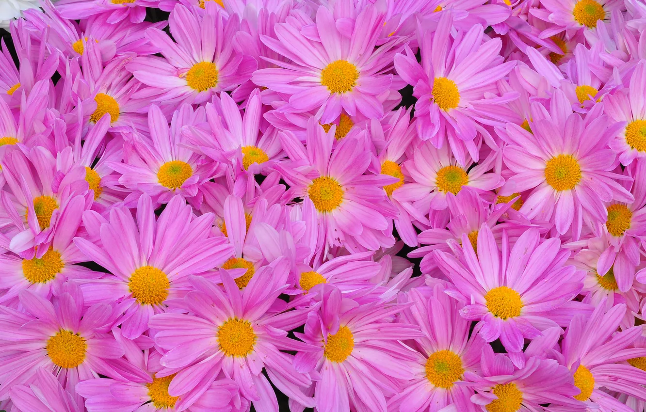 Photo wallpaper macro, carpet, petals, flowerbed