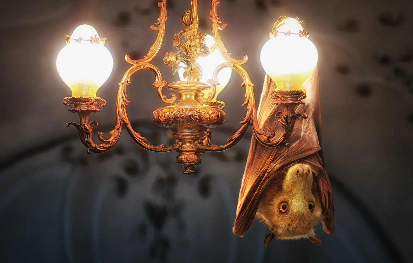 Photo wallpaper light, lamp, chandelier, bat