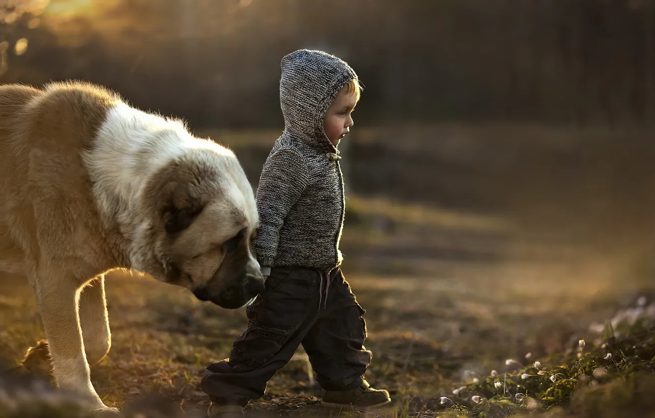 Photo wallpaper mood, dog, boy