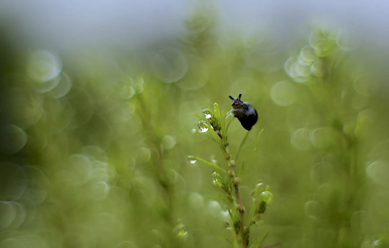 Photo wallpaper grass, drops, glare, plant, snail